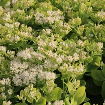 Sedum spectabile 'Stardust'