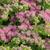 Sedum spectabile 'Brillant'