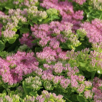 Sedum spectabile 'Brillant' - Sedum spectabile 'Brillant'