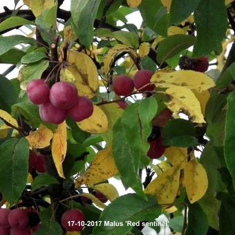 Malus 'Red Sentinel'