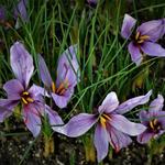 Crocus sativus - Safran