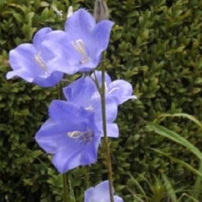 Campanula medium 'Poem Blue' - 