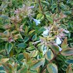 Abelia x grandiflora 'Kaleidoscope' - 