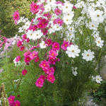 Cosmos bipinnatus - Schmuckkörbchen