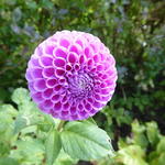 Dahlia 'Franz Kafka' - 