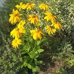 Rudbeckia hirta 'Irish Eyes' - 