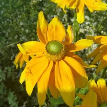 Rudbeckia hirta 'Irish Eyes'