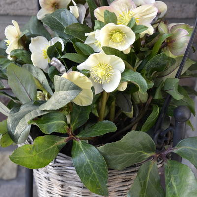 Helleborus x ballardiae HGC 'Snow Dance' - 