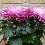 Chrysanthemum 'Nova Zembla Purple' - 