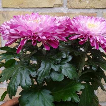 Chrysanthemum 'Nova Zembla Purple'