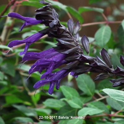 Salvia 'Amistad' - Salvia 'Amistad'