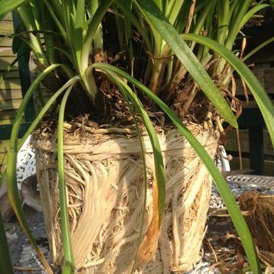 Agapanthus 'Blue Triumphator' - Agapanthus 'Blue Triumphator'