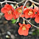 Chaenomeles x superba 'Fire Dance' - 