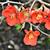 Chaenomeles x superba 'Fire Dance'