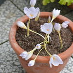 Crocus pulchellus - Rosen-Herbst-Krokus