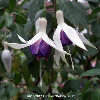 Fuchsia 'Delta's Sara'