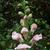 Antirrhinum