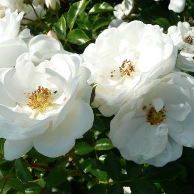 Rosa 'Innocencia'  - Rosa 'Innocencia' 