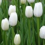 Tulipa 'Clearwater' - 