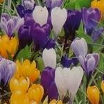 Crocus 'Grandiflora' - 