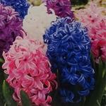 Hyacinthus orientalis 'Delight' - 