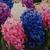 Hyacinthus orientalis 'Delight'