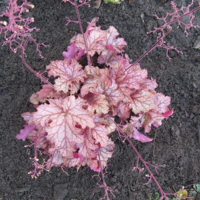 Heuchera 'Penelope' - 