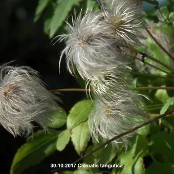 Clematis tangutica