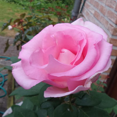 Rosa 'Beverly' - 