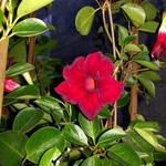 Mandevilla DIAMANTINA 'Opale Grenat' - 