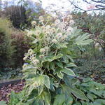 Fatsia japonica 'Spider's Web'