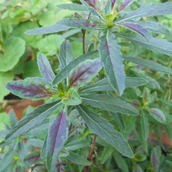 Oenothera speciosa 'Twilight'