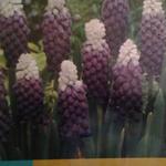 Muscari latifolium 'Grape Ice' - 