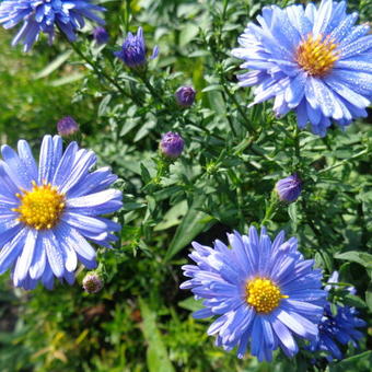 Aster