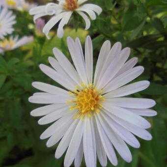 Aster