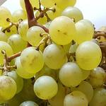 Vitis vinifera 'Danlas' - 