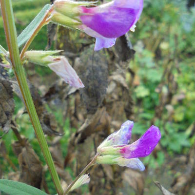 Vogel-Wicke - Vicia cracca