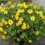 Bidens ferulifolia - 