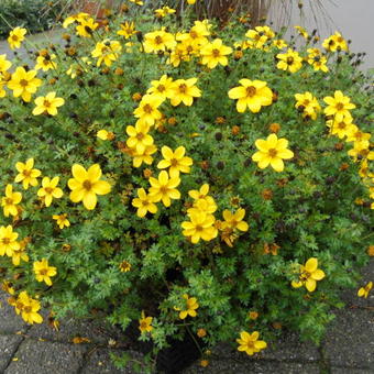 Bidens ferulifolia