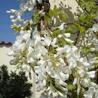 Wisteria brachybotrys 'Shiro Kapitan Fuji'