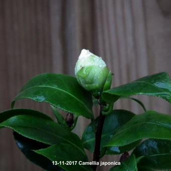 Camellia japonica