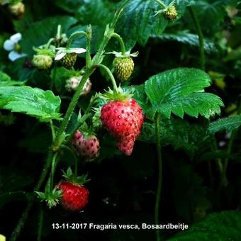 Fragaria vesca