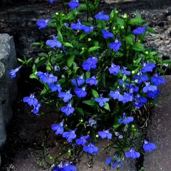 Lobelia erinus pendula