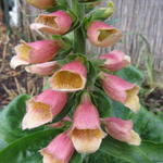 Digitalis 'POLKADOT Pippa' - 