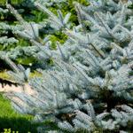 Picea pungens 'Super Blue Seedling' - 