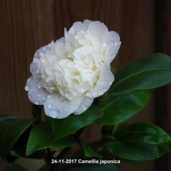 Camellia japonica