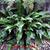 Asplenium scolopendrium