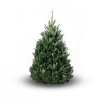 Abies fraseri - Sapin de Fraser