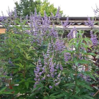 Vitex agnus-castus