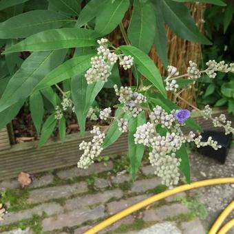 Vitex agnus-castus